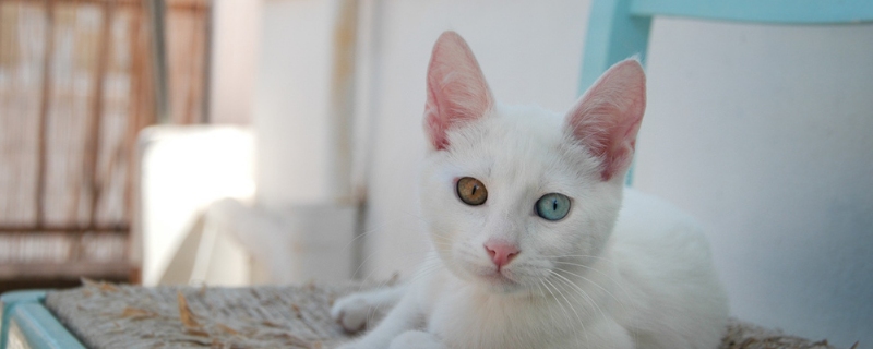 小猫大便末端带血