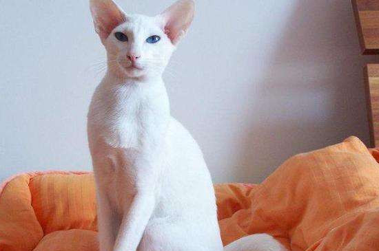 好养的小型宠物猫