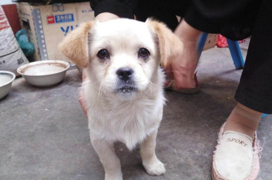 中国土狗在国外的身价，中华田园犬美国市价200-1000美元