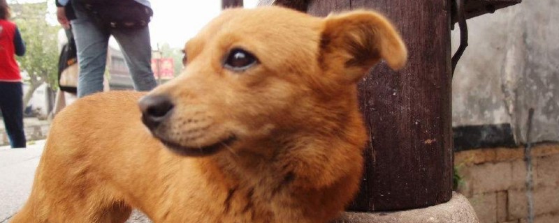 狗把火腿肠包装吃了