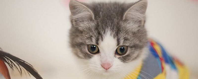 小奶猫不吃不喝就睡觉