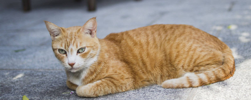 猫在室外能过冬天吗