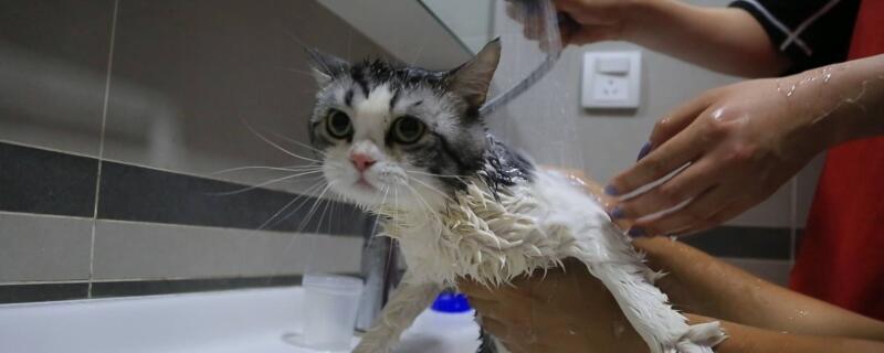 怎么给猫咪洗澡