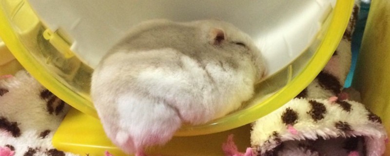 仓鼠被打会伤心吗