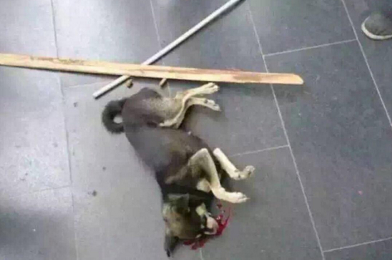 把狗丢弃会倒霉吗