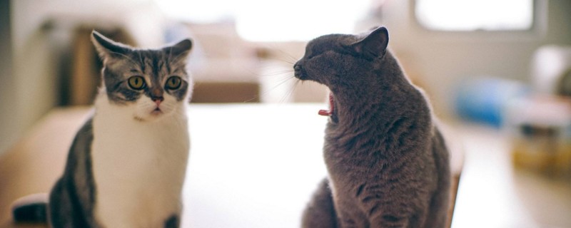 猫咪抓伤出血要打针吗