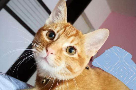 为什么橘猫容易胖