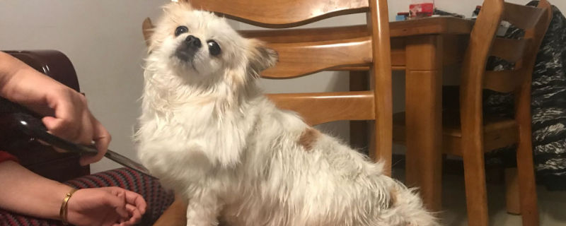 狗狗肠鸣音很大很频繁