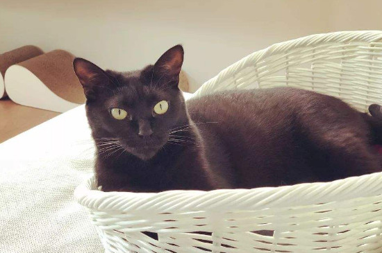 为什么说养猫穷三代
