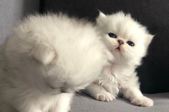 养波斯猫的缺点