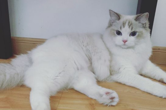 猫会讨厌一个人吗