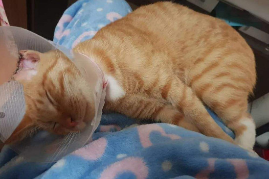 猫呼吸道感染症状咕噜咕噜咋回事