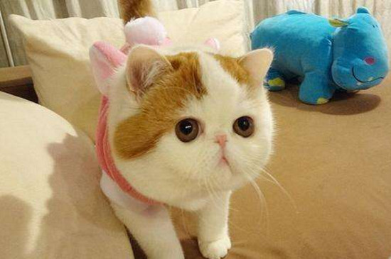 养加菲猫一个月成本