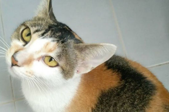 猫呛到了怎么办