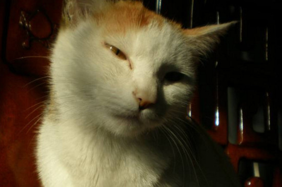 猫流口水没精神怎么回事