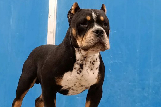 恶霸犬好不好养