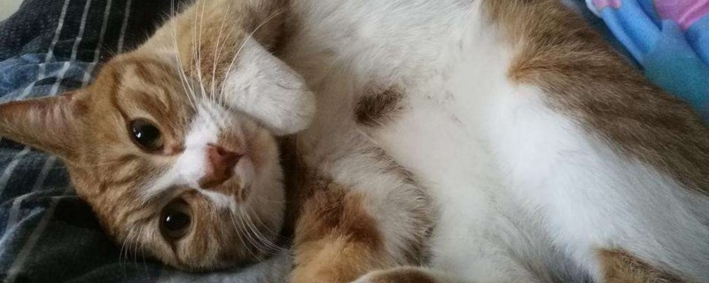 猫舌头发黑