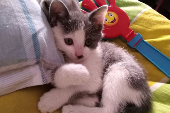 猫粮开封四个月会坏吗