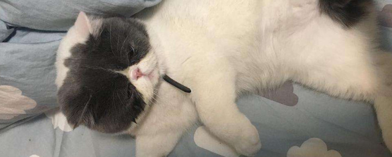 公猫会遗传给小猫什么
