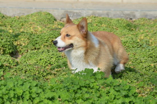 柯基犬几个月训教最佳