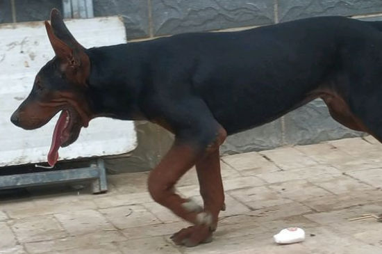 莱州红犬容易咬人吗