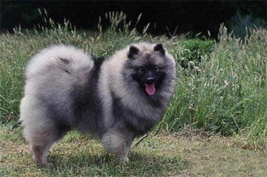 什么狗体味小