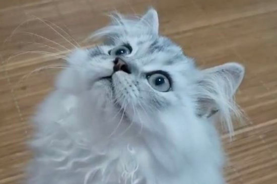金吉拉猫一天喂几次