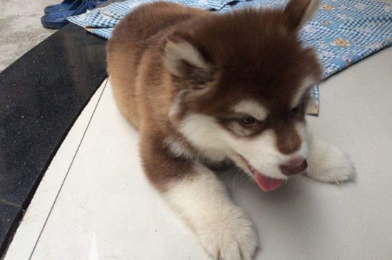 2个月幼犬可以吃什么
