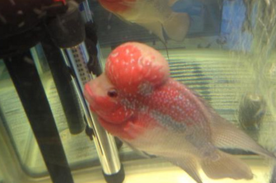 罗汉鱼买回来几天喂食