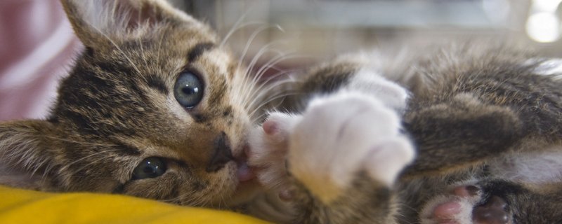 猫咪指甲剪出血