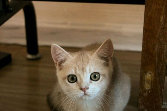 母猫破羊水正常多久生