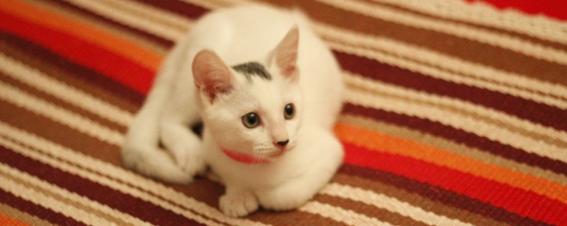 猫咪流产什么症状表现