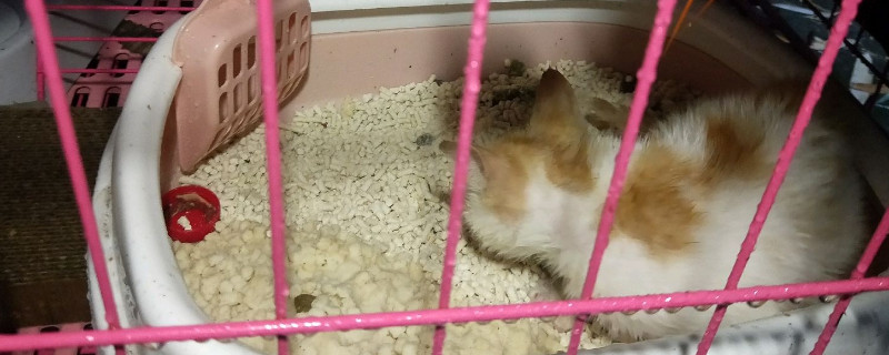 猫砂盆能放厕所吗
