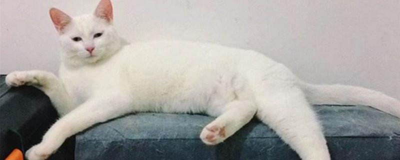 宠物店会给土猫洗澡吗
