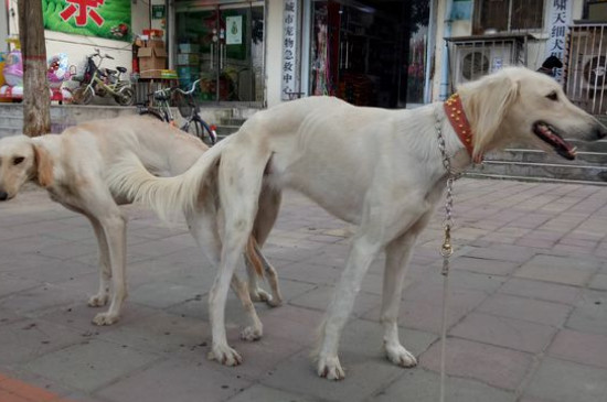 细犬怎么训练