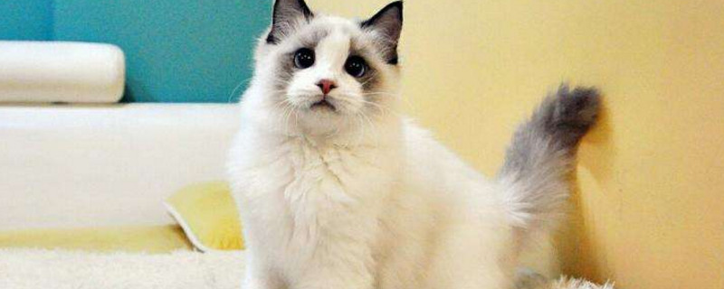 怎么看布偶猫爆毛了没
