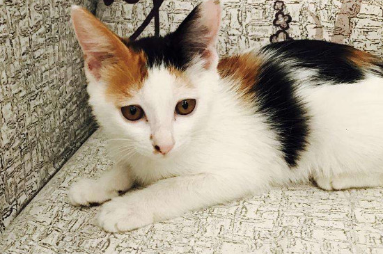 两只小猫一起养不亲人