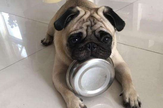 狗狗一天吃几顿
