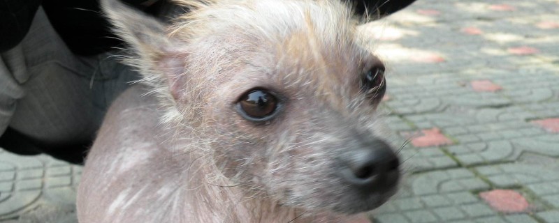 纯种中国冠毛犬价格，冠毛犬多少钱一只啊
