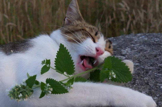 猫为什么喜欢猫薄荷