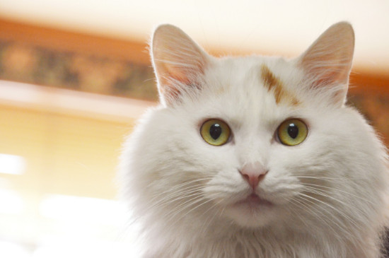 土耳其梵猫吃什么