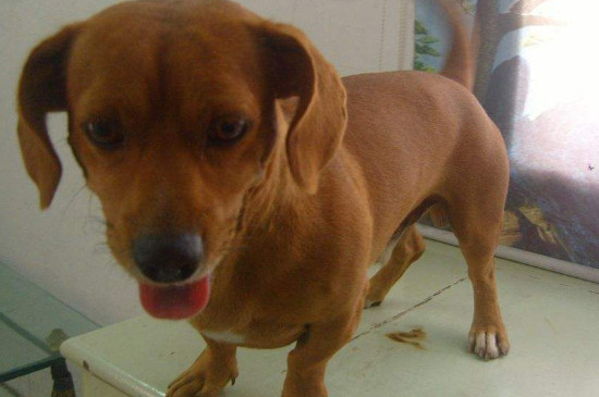 什么人适合养腊肠犬