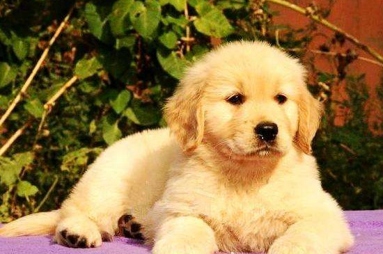 金毛幼犬可以吃鸡蛋吗