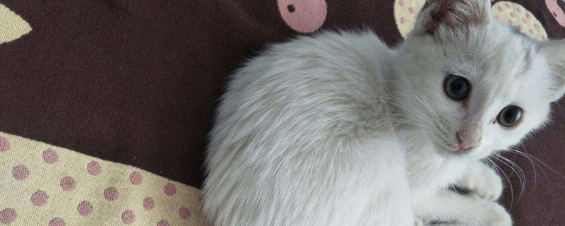 猫聪明吗