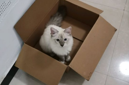 第一次带猫咪回家禁忌