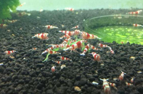 水晶虾怎么分公母