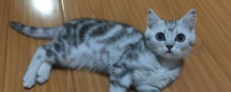 刚出生的小猫多久安全