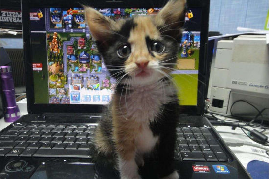 猫咪讨好主人的十种表现