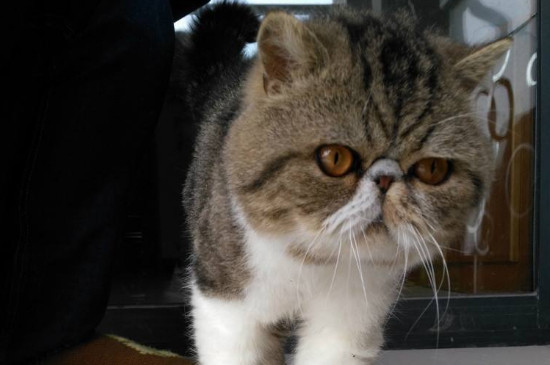 猫咪怀孕多久能看出来