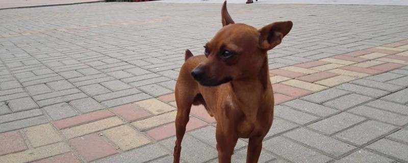 小鹿犬生狗狗几天断尾
